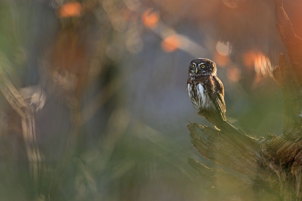 Photograph by Lubomir Novak