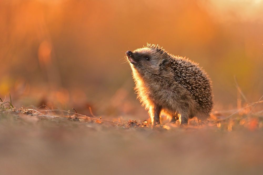 Photograph by Lubomir Novak