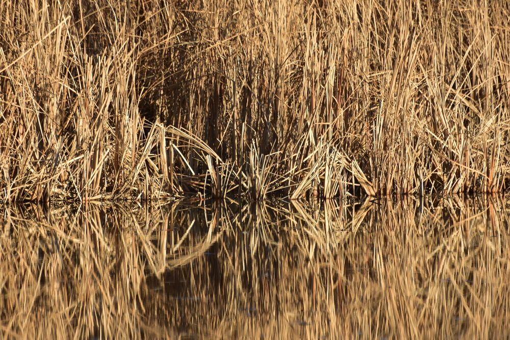 Photograph by syamak azarbad