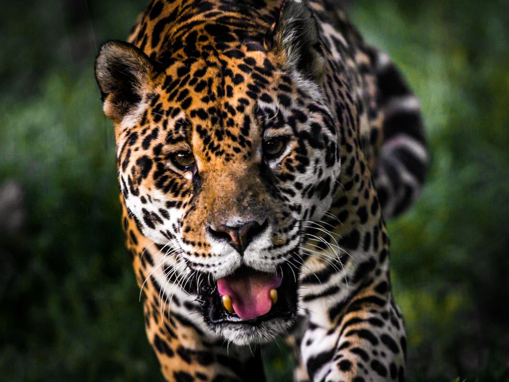 Jaguar