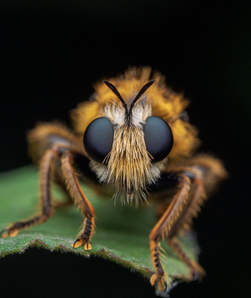 The Robberfly
