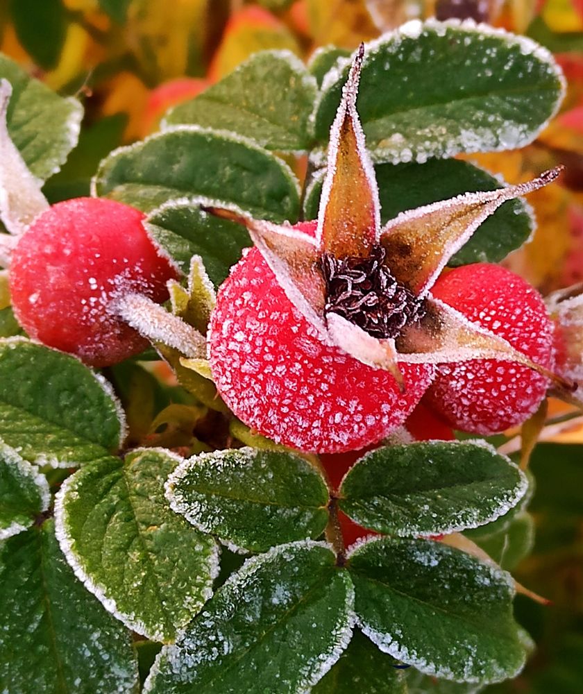 Сахарный шиповник.