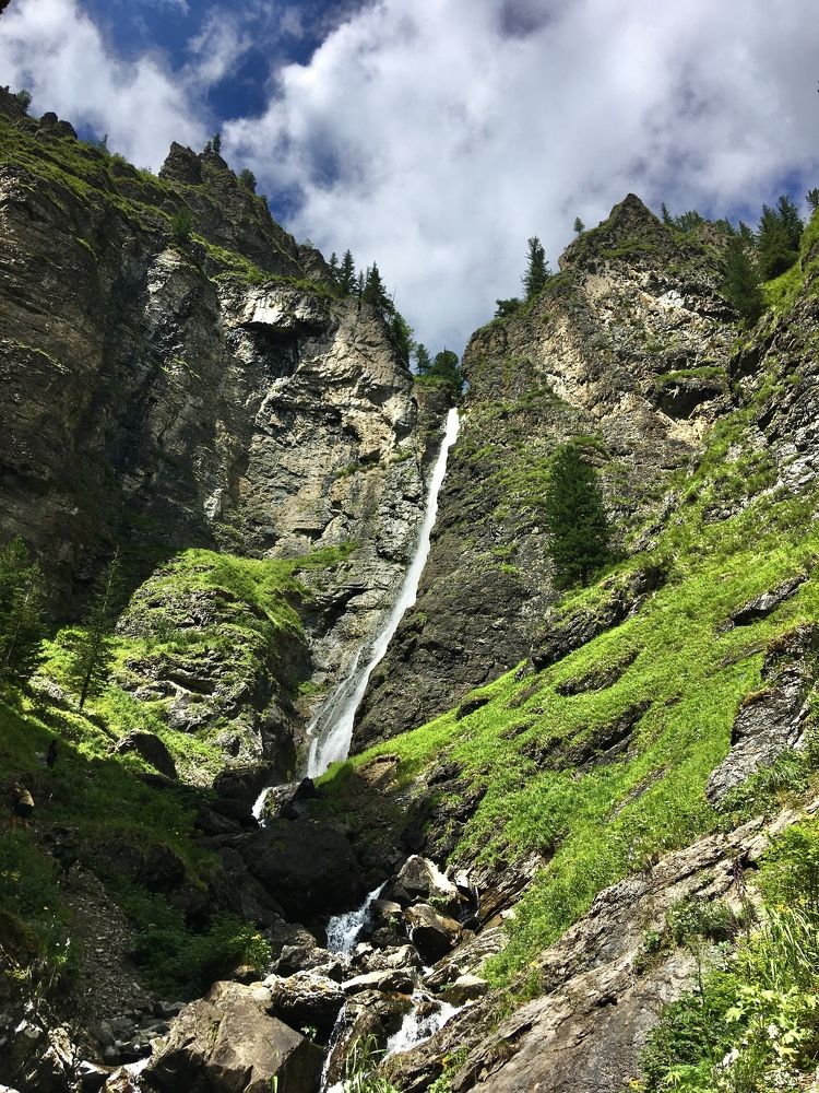 Жираф