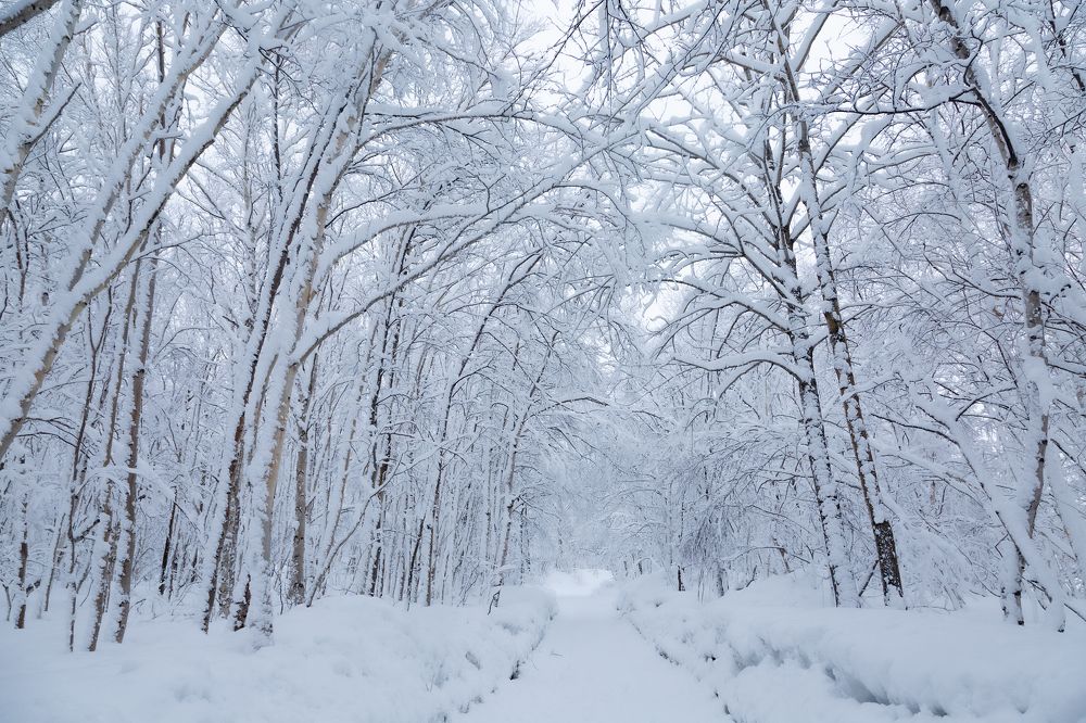 Photograph by Александр Максин