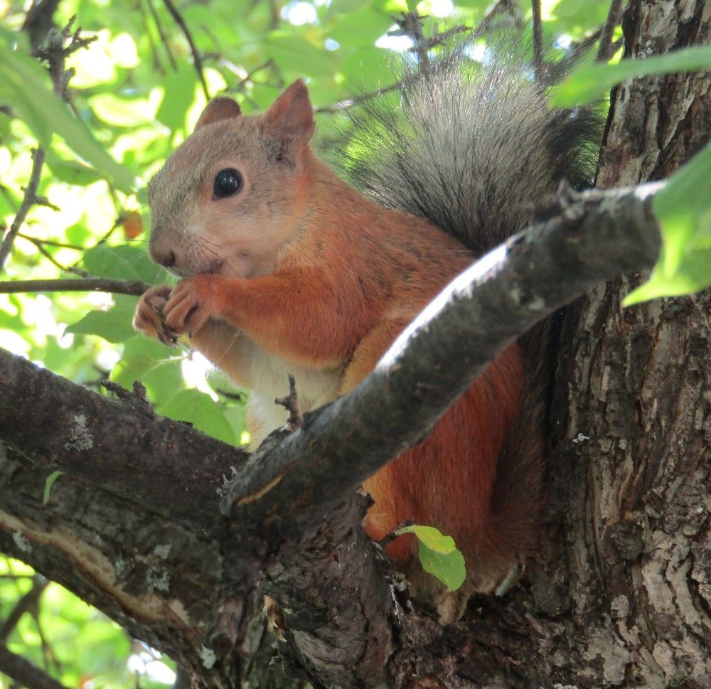 Photograph by Николай Худяков