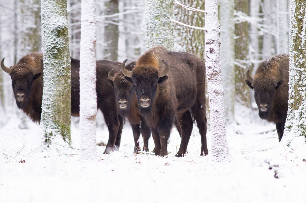 Żubry Puszcza Białowieska