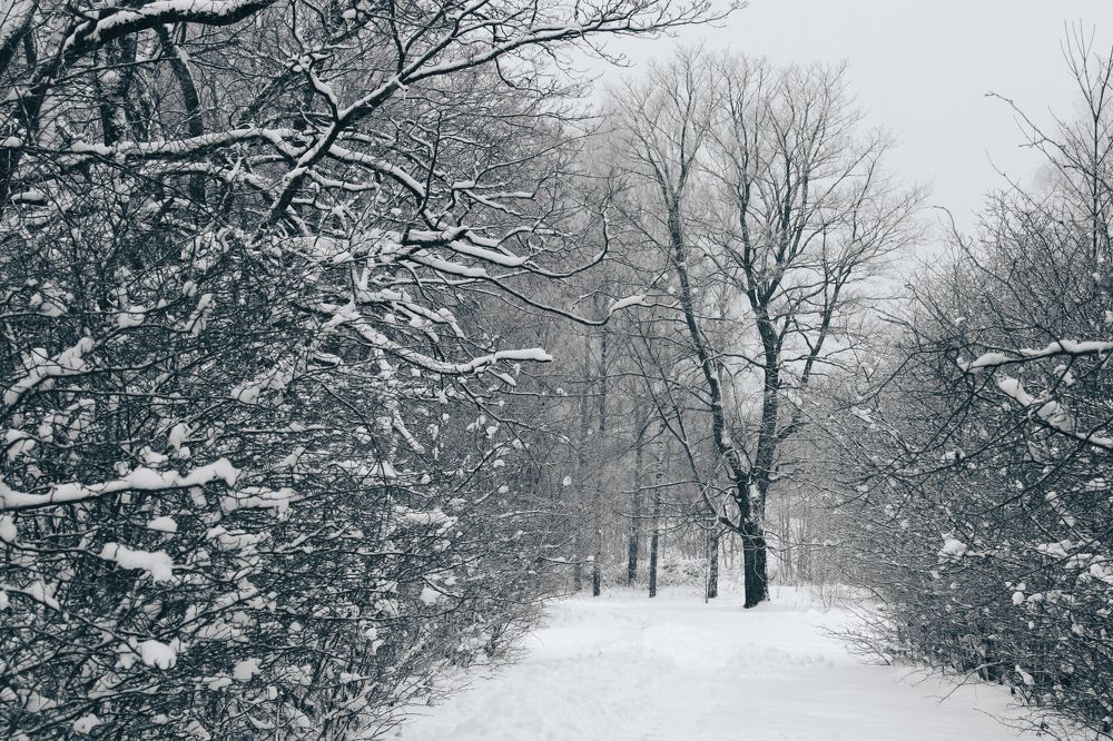 Дорога в лесу