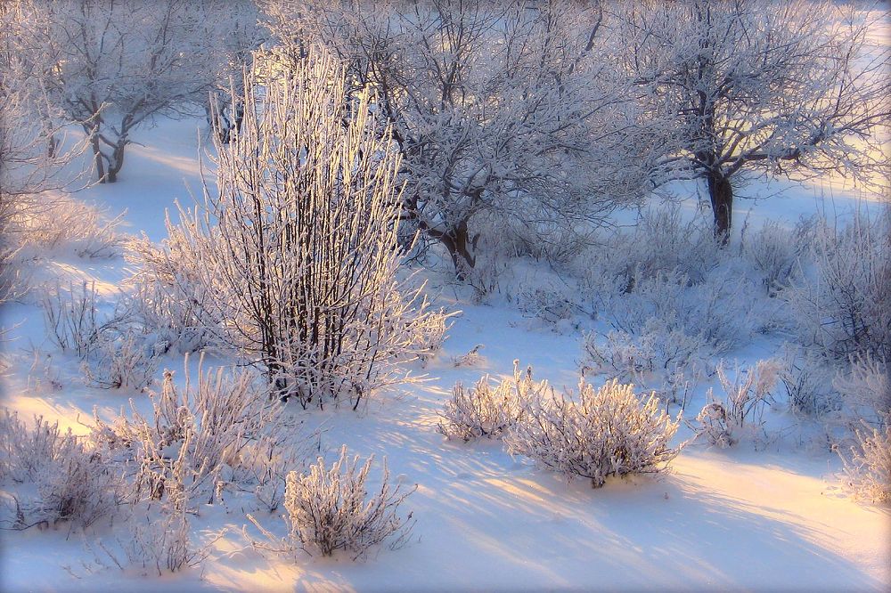 Розовое утро