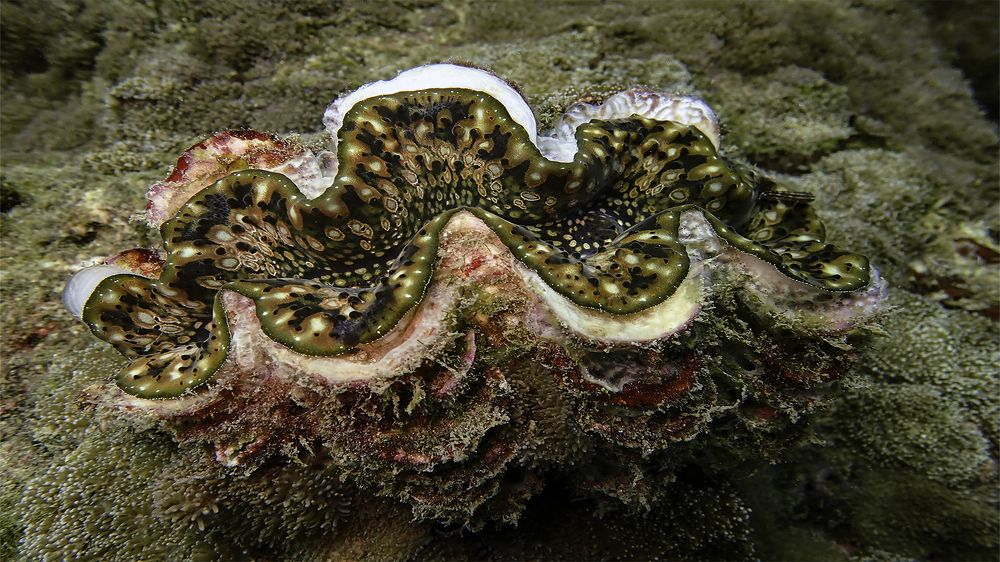 Photograph by H.D.D.A.Sampath Thilakarathna