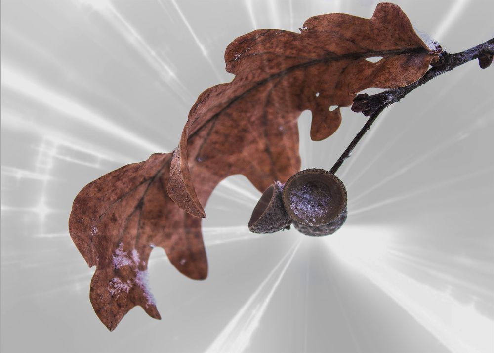 Желудей нет.