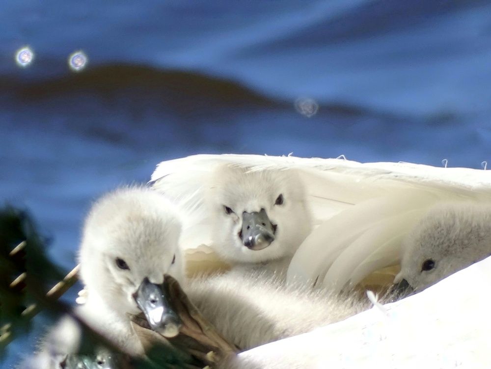 Photograph by Alla Roslova