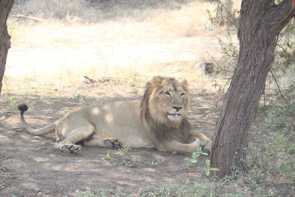 Adult Male Lion.