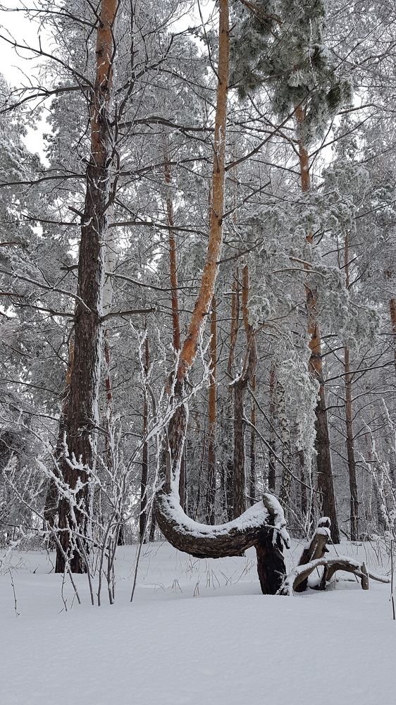 Танцующая сосна