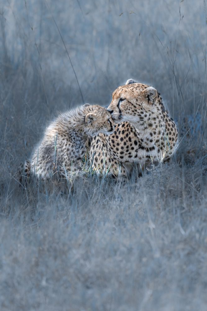 Photograph by Sasidhar Ravinuthala