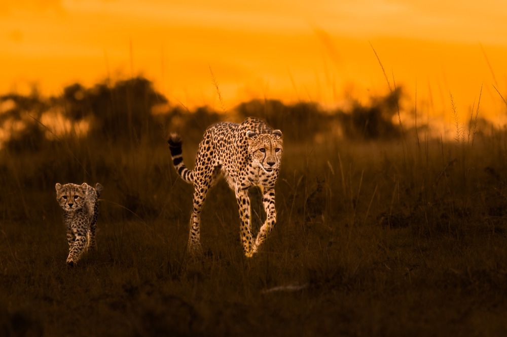 Photograph by Sasidhar Ravinuthala