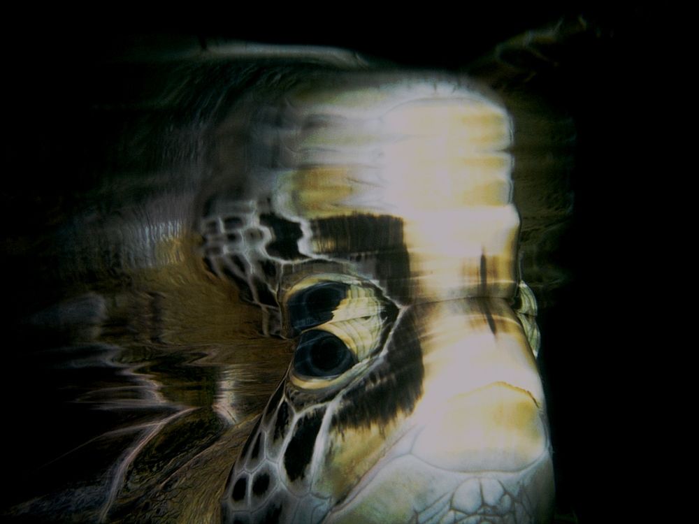 Photograph by Aldo Galante