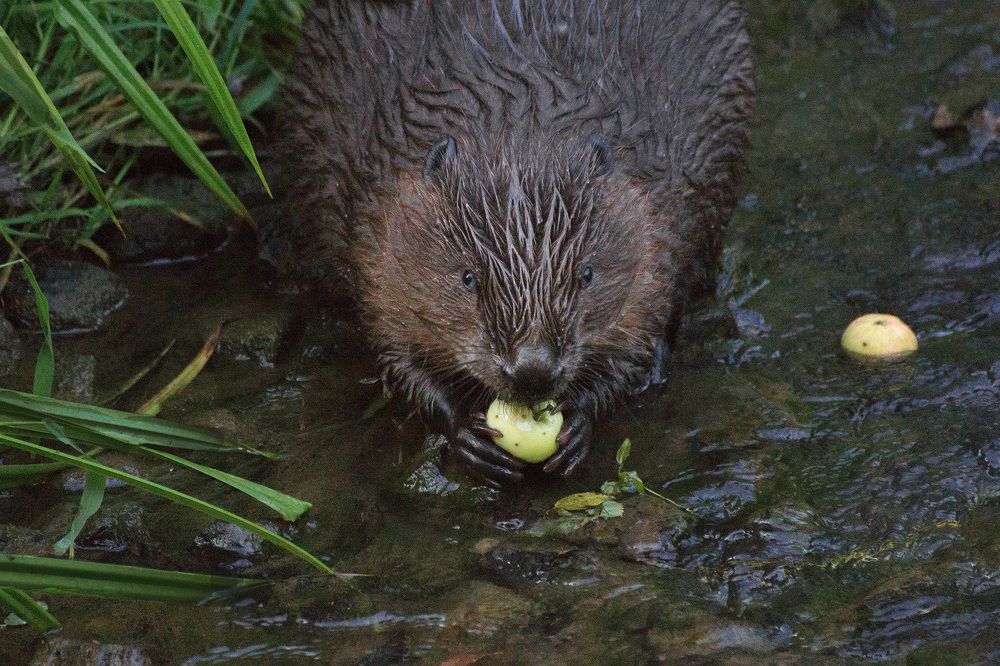 Photograph by Юрий Миронов
