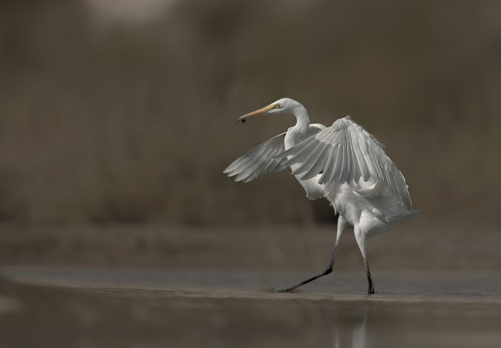 Photograph by Nagarajan P