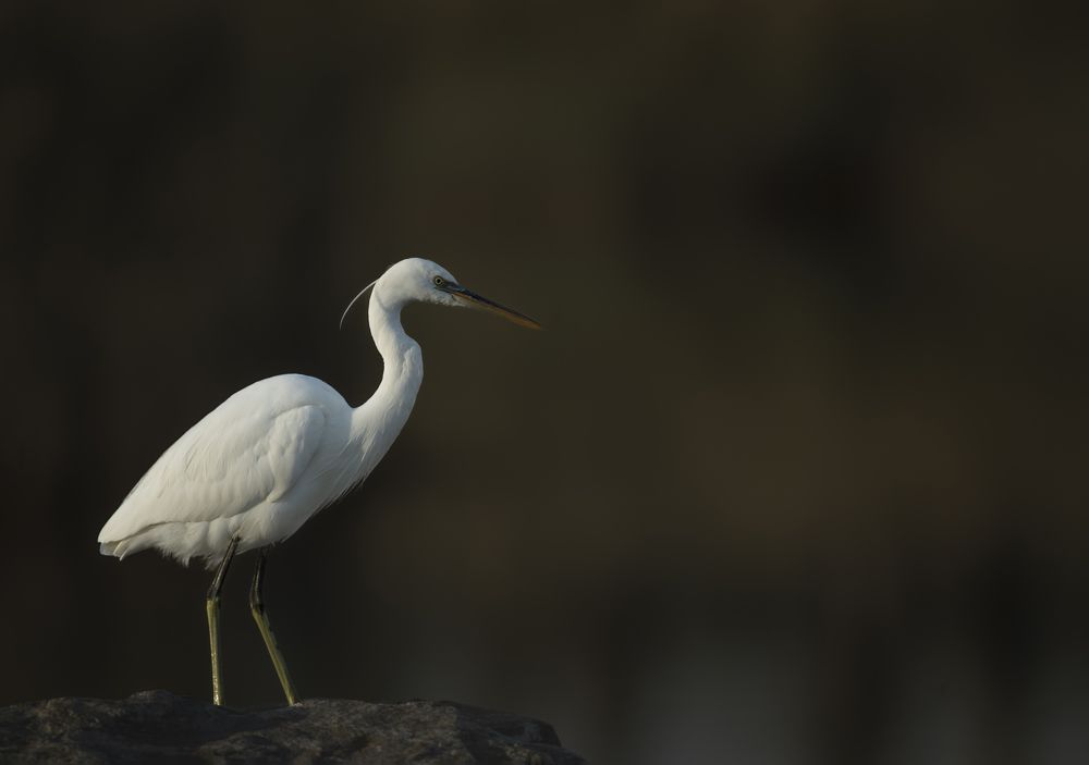 Photograph by Nagarajan P