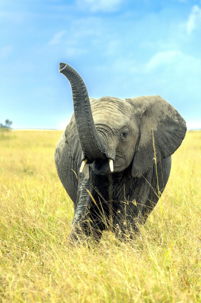 Photograph by Renny Poulose