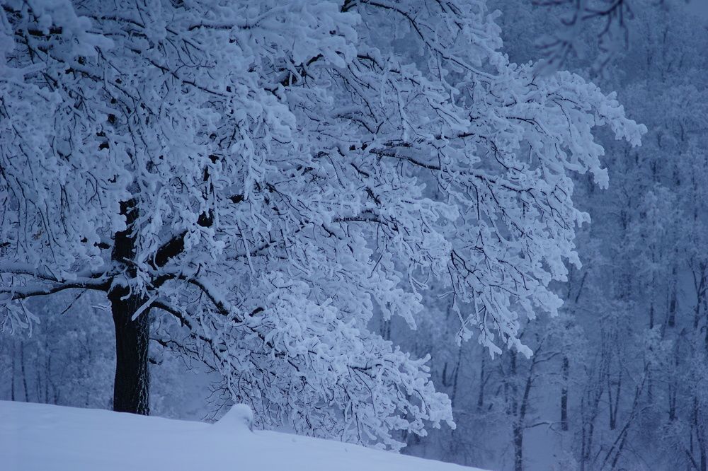 Photograph by Александр Кизим