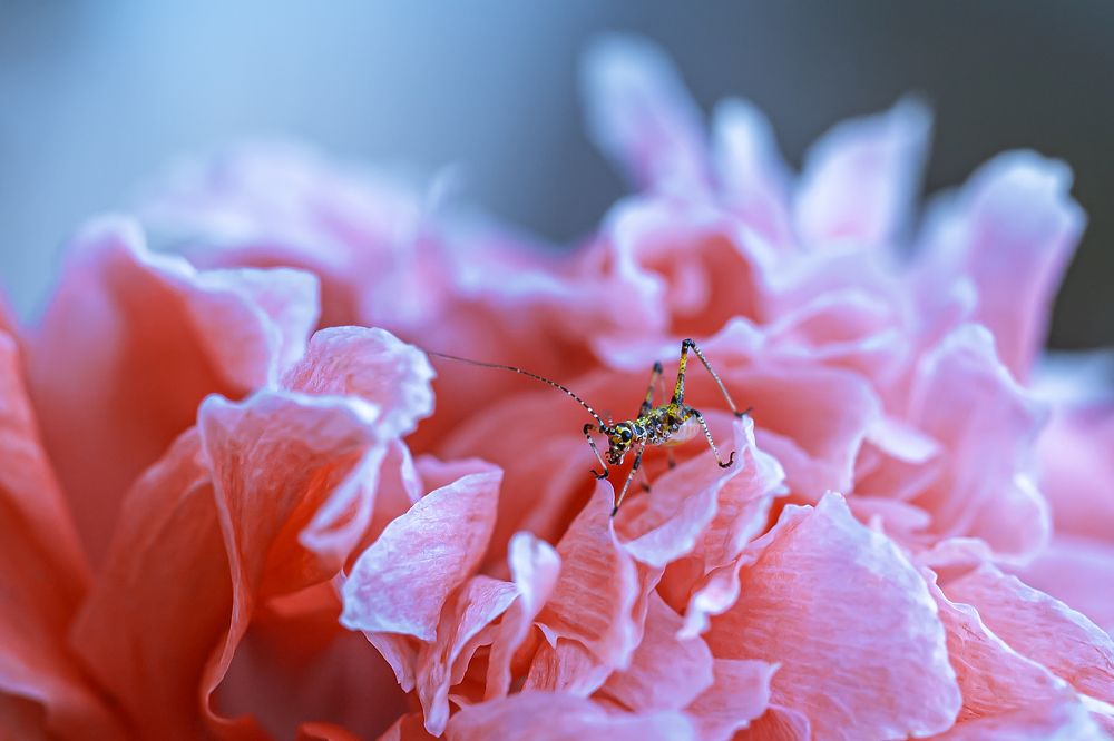 Кроха в розовых джунглях
