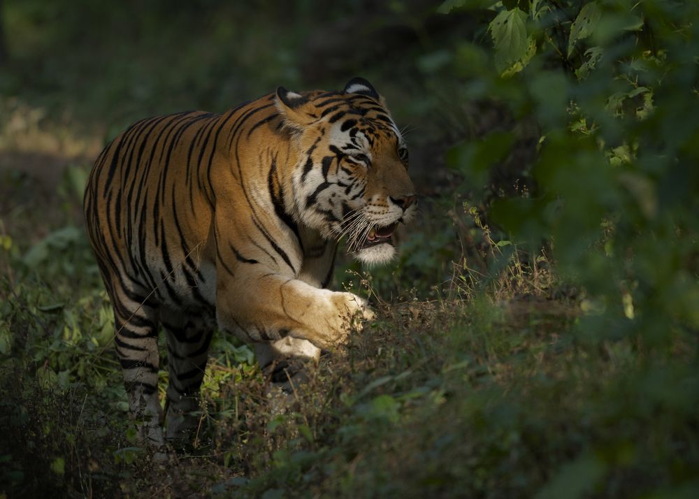 Photograph by Sunil Manikkath