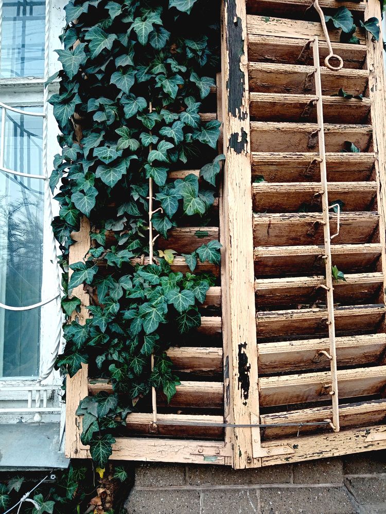Photo #6917229