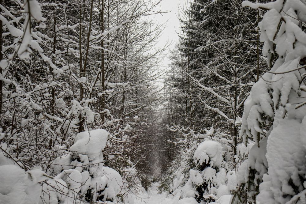 Photograph by Ализа TS