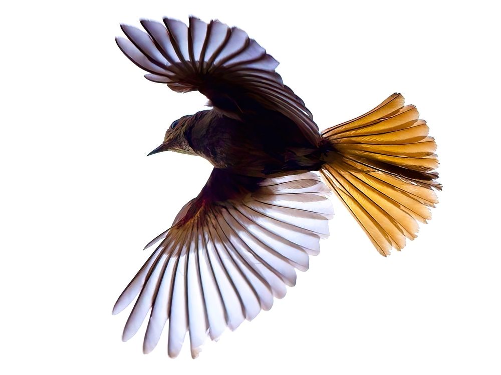 Black Redstart in flight