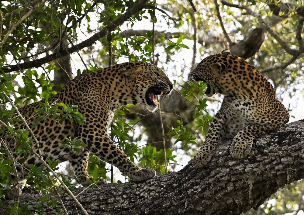 Photograph by Shirley irantha Sooriyaarachchi