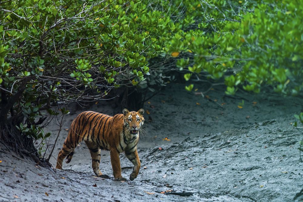 THE QUEEN OF SUNDERBAN