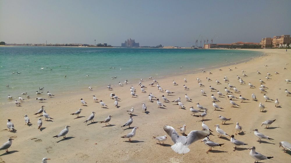 Birds meeting