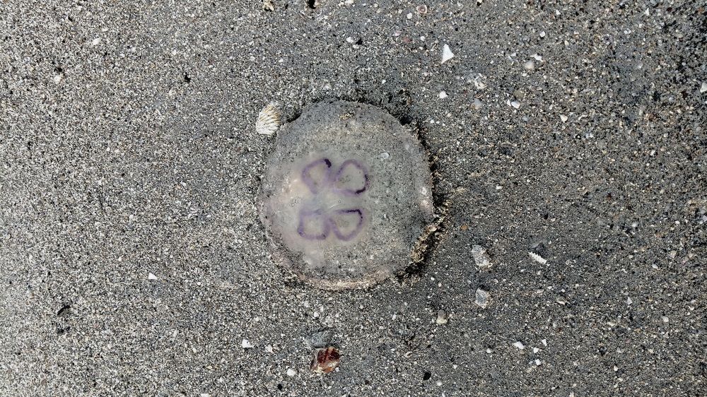 Jelly fish