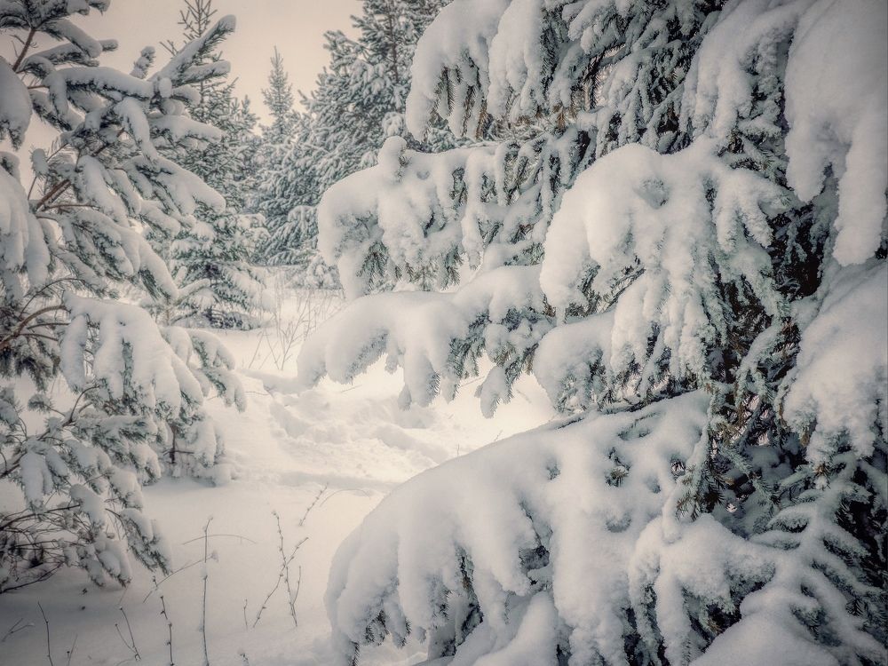 Photograph by Сергей Забиякин