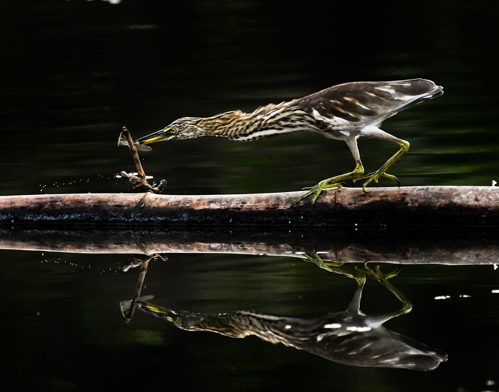 Photograph by Gimantha Perera