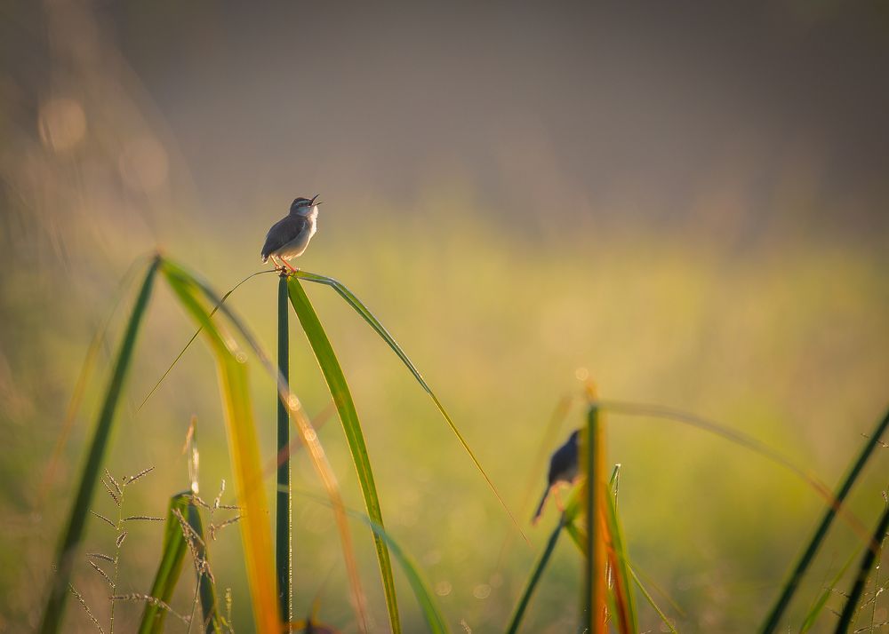 Фотография автора Nishanthe Hewawitharana