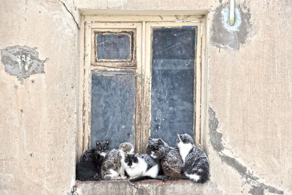 Фотография автора Коротков Алексей