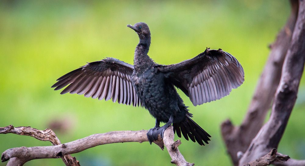 Фотография автора Nishanthe Hewawitharana