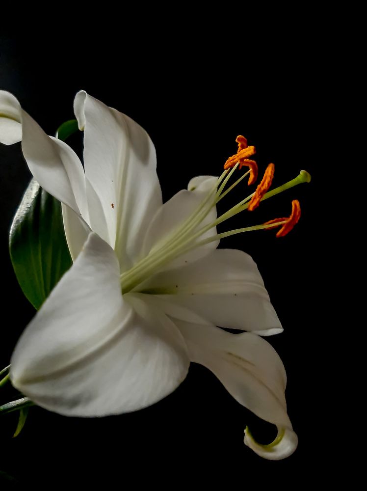 Фотография автора Светлана Дунаева