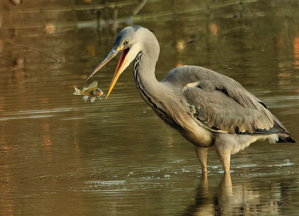 Photograph by Wendy Vanhoudt