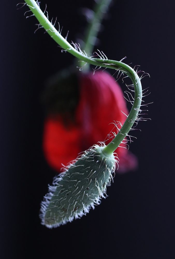 Photograph by Olga Asson