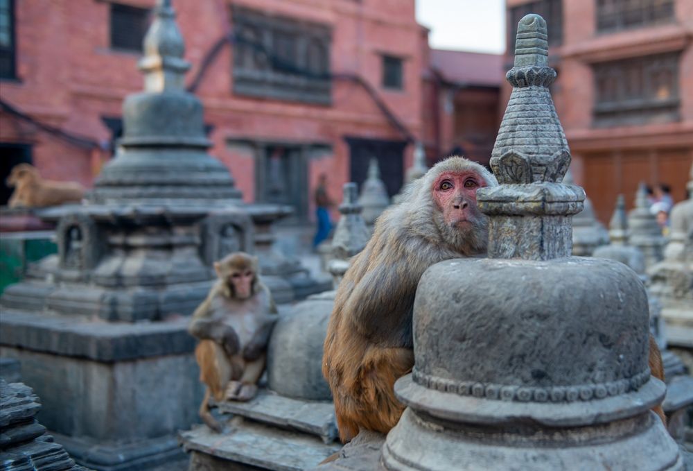 Храм обезьян. Катманду.