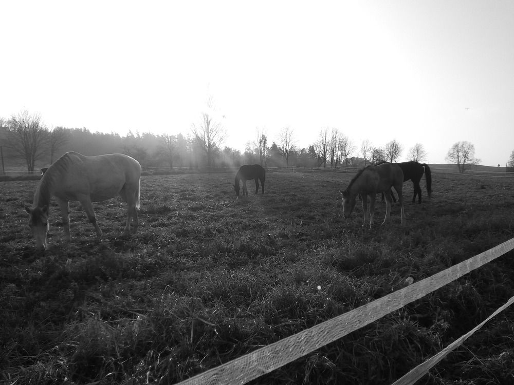 Photograph by Laurie Straggler