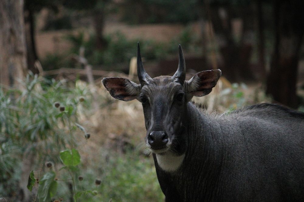 Photograph by Vishwa Trivedi