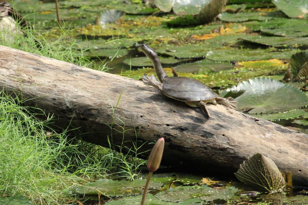 Photograph by Vishwa Trivedi