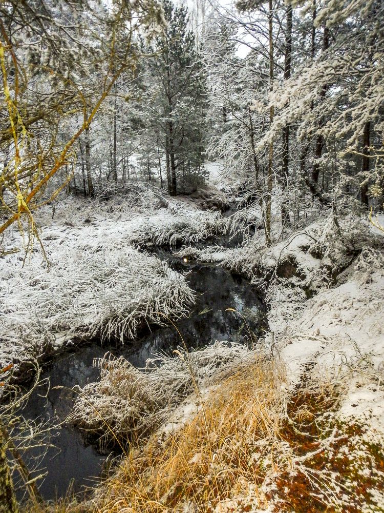 Лесной ручей