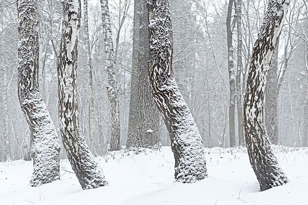 Заснеженные стволы