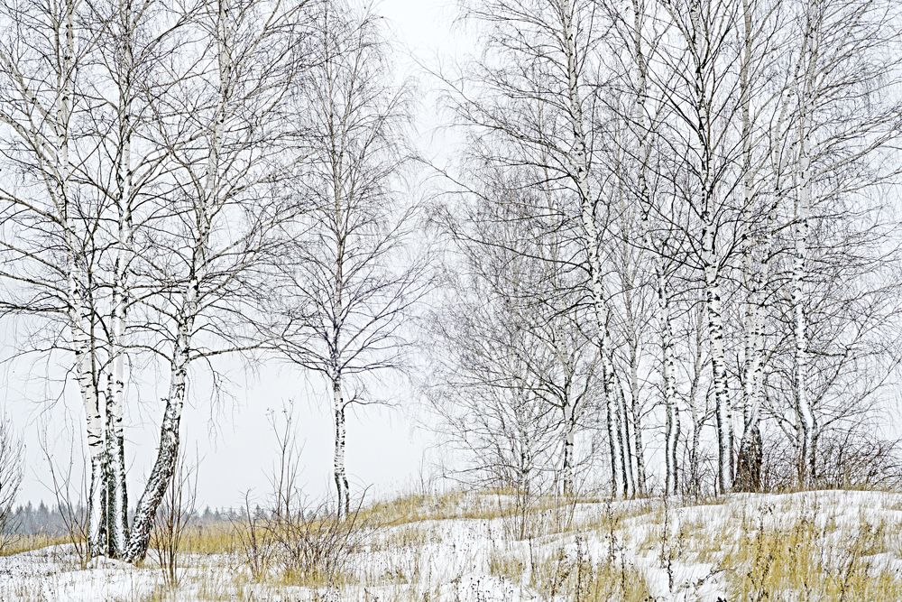 Березовая графика