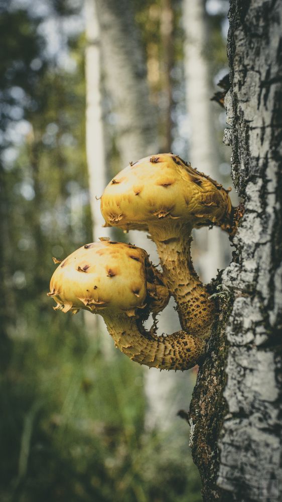 Photograph by Евгений Кузьмин